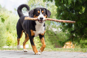 Entlebucher Mountain Dog